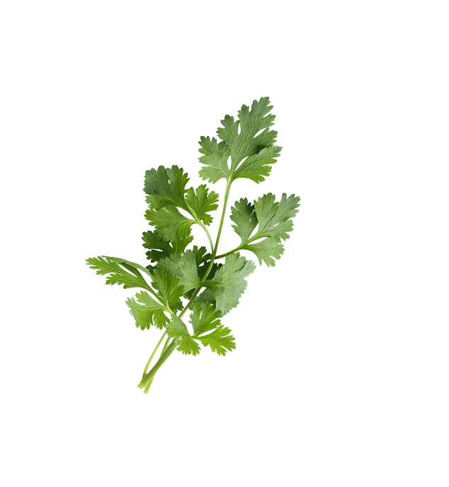 hoja verde
